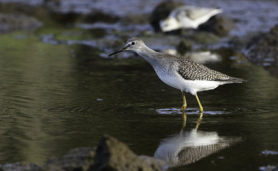 Lesser Yellowlegs / Mindre gulbena (Tringa flavipes)