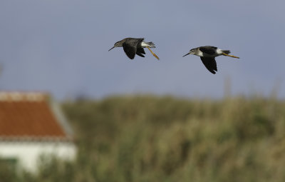 Lesser Yellowlegs / Mindre gulbena (Tringa flavipes)