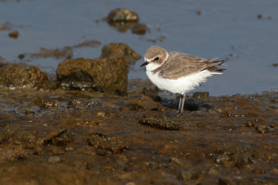 Kentish Plover / Svartbent strandpipare (Charadrius alexandrinus)
