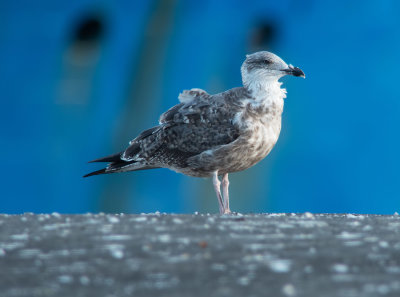Azores Gull / Atlanttrut (Larus michahellis atlantis)