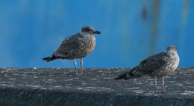 Azores Gull / Atlanttrut (Larus michahellis atlantis)