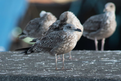 Azores Gull / Atlanttrut (Larus michahellis atlantis)