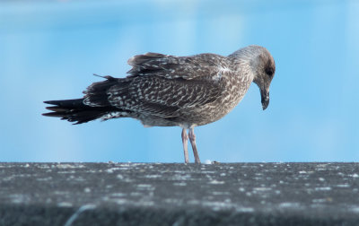 Azores Gull / Atlanttrut (Larus michahellis atlantis)