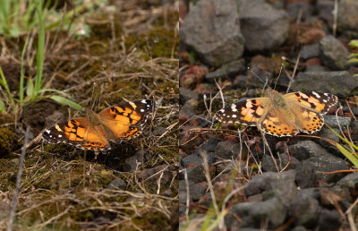 American Painted Lady vs Painted Lady