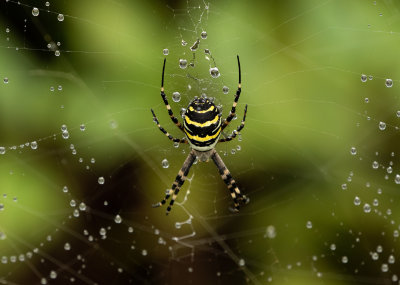 Wasp Spider / Getingspindel (Argiope bruennichi)