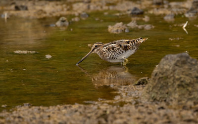 Common Snipe / Enkelbeckasin (Gallinago gallinago)