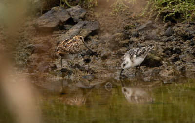 Common Snipe / Enkelbeckasin (Gallinago gallinago)