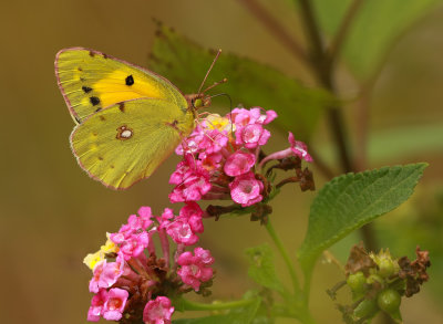 Clouded Yellow / Blodröd höfjäril (Colias crocea)