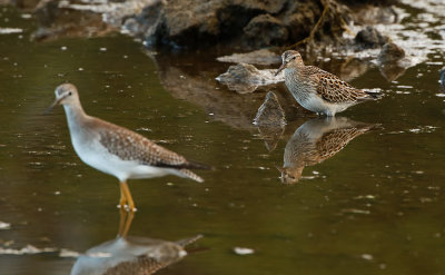 Pectoral Sandpiper / Tuvsnäppa (Calidris melanotos)