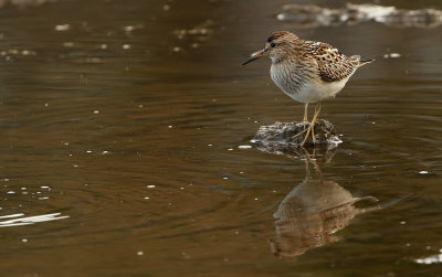 Pectoral Sandpiper / Tuvsnäppa (Calidris melanotos)