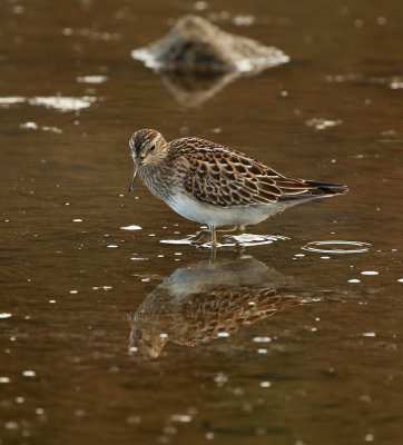 Pectoral Sandpiper / Tuvsnäppa (Calidris melanotos)