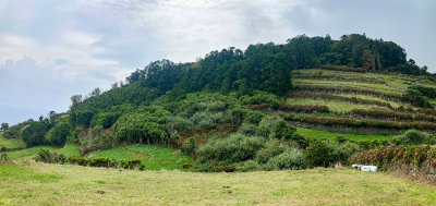 Pico