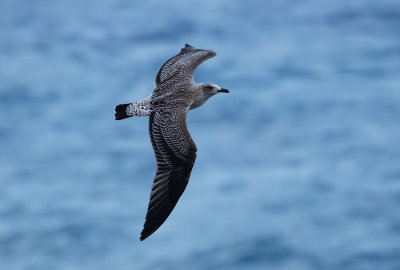Lesser Black-backed Gull / Silltrut (Larus fuscus)