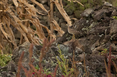 Upland Sandpiper / Piparsnäppa (Bartramia longicauda)