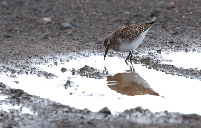 White-rumped Sandpiper / Vitgumpsnäppa (Calidris fuscicollis)