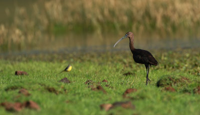 Glossy Ibis / Bronsibis (Plegadis falcinellus)