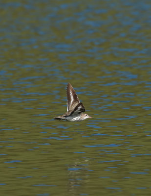 Spotted Sandpiper / Fläckdrillsnäppa (Actitis macularius)