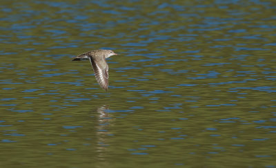 Spotted Sandpiper / Fläckdrillsnäppa (Actitis macularius)
