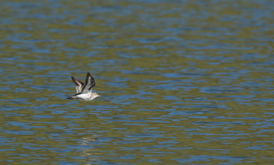 Spotted Sandpiper / Fläckdrillsnäppa (Actitis macularius)
