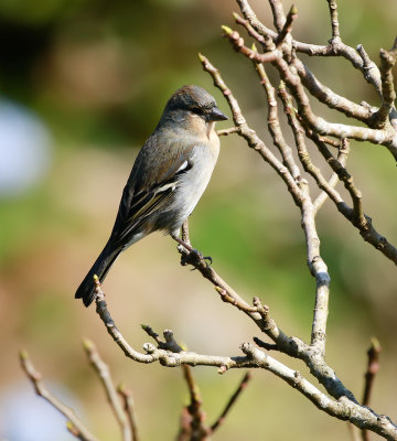 Azores Chaffinch / Azorisk bofink (Fringilla coelebs moreletti)