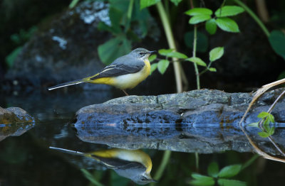 Grey Wagtail / Forsärla (Motacilla cinerea)