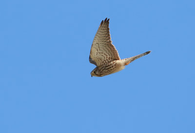 Common Kestrel / Tornfalk (Falco tinnunculus)