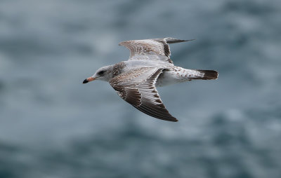 Ring-billed Gull / Ringnäbbad mås (Larus delawarensis)
