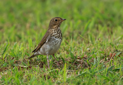 Swainson's thrush / Beigekindad skogstrast (Catharus ustulatus)