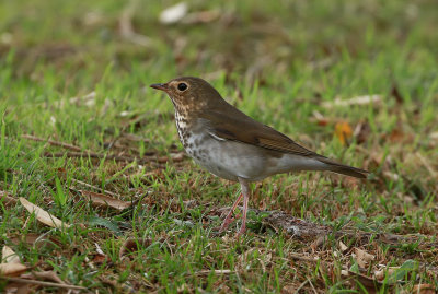 Swainson's thrush / Beigekindad skogstrast (Catharus ustulatus)