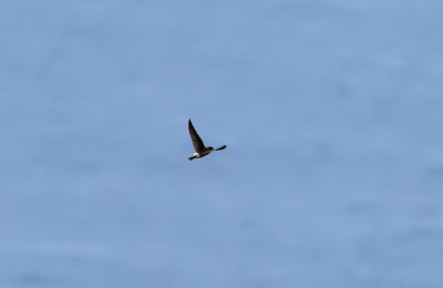 American Cliff Swallow / Stensvala (Petrochelidon pyrrhonota)