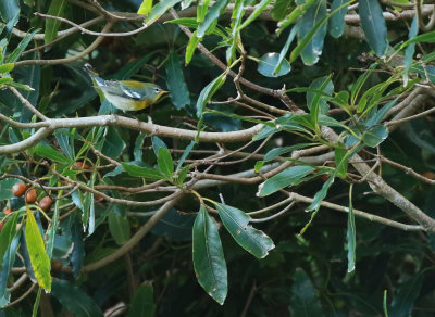 Northern Parula / Messångare (Setophaga americana)