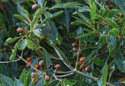Northern Parula / Messångare (Setophaga americana)