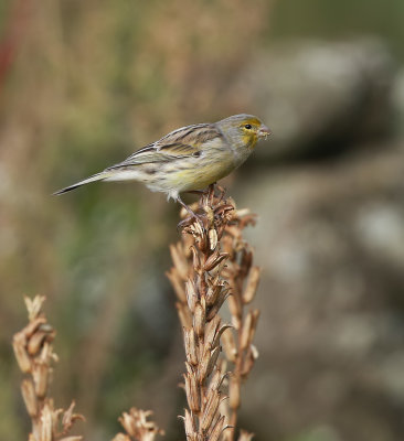 Atlantic Canary / Kanariesiska (Serinus canaria)
