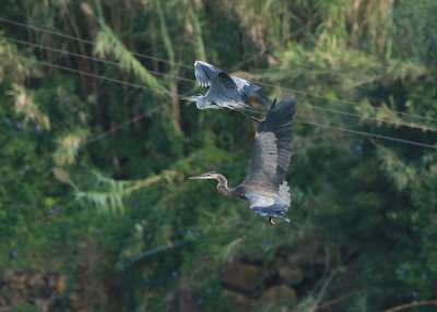 Great Blue Heron / Amerikansk gråhäger (Ardea herodias)