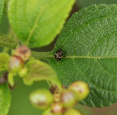 Southern Green Shield Bug (Nezara viridula)