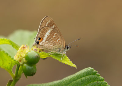 Long-tailed Blue / Långsvansad blåvinge (Lampides boeticus)