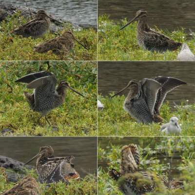 Wilson's snipe / Wilsonbeckasin (Gallinago delicata)