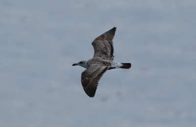 Azores Gull / Atlanttrut (Larus michahellis atlantis)