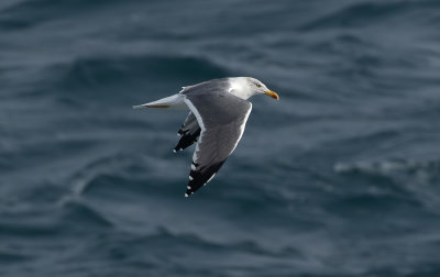Azores Gull / Atlanttrut (Larus michahellis atlantis)