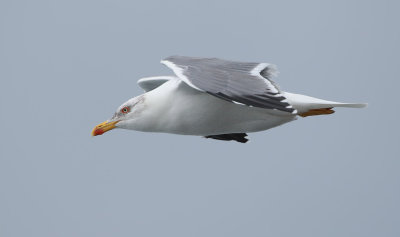 Azores Gull / Atlanttrut (Larus michahellis atlantis)