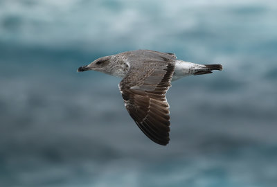 Azores Gull / Atlanttrut (Larus michahellis atlantis)