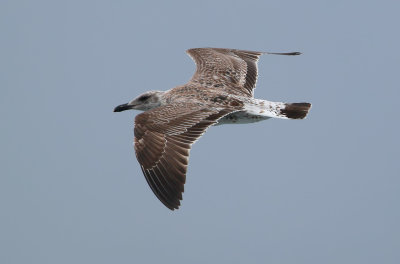 Azores Gull / Atlanttrut (Larus michahellis atlantis)?