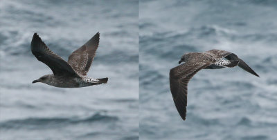 Azores Gull / Atlanttrut (Larus michahellis atlantis)