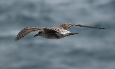 Azores Gull / Atlanttrut (Larus michahellis atlantis)