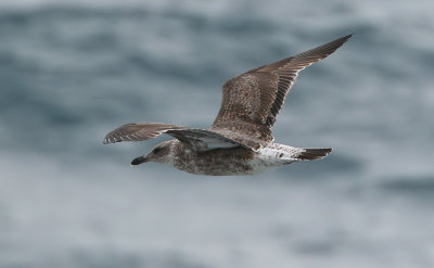 Azores Gull / Atlanttrut (Larus michahellis atlantis)