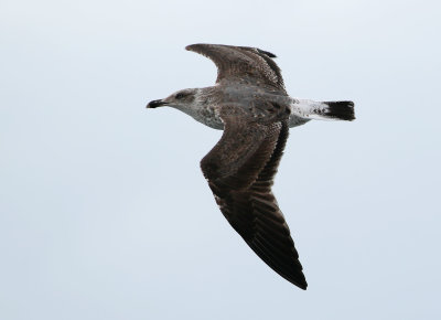Azores Gull / Atlanttrut (Larus michahellis atlantis)