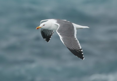Azores Gull / Atlanttrut (Larus michahellis atlantis)