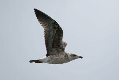 Azores Gull / Atlanttrut (Larus michahellis atlantis)