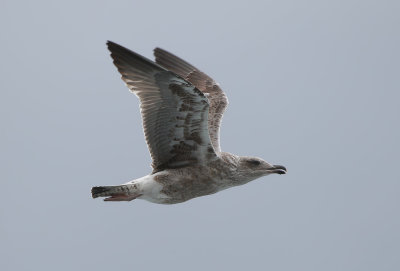 Azores Gull / Atlanttrut (Larus michahellis atlantis)