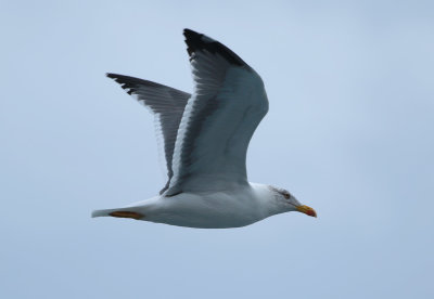 Azores Gull / Atlanttrut (Larus michahellis atlantis)